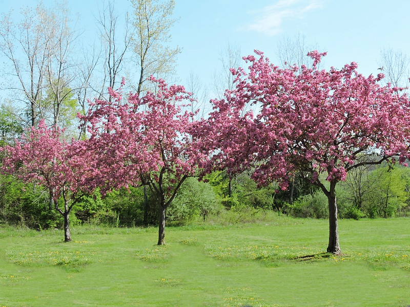 Three pink cherry blossom trees in a green park.