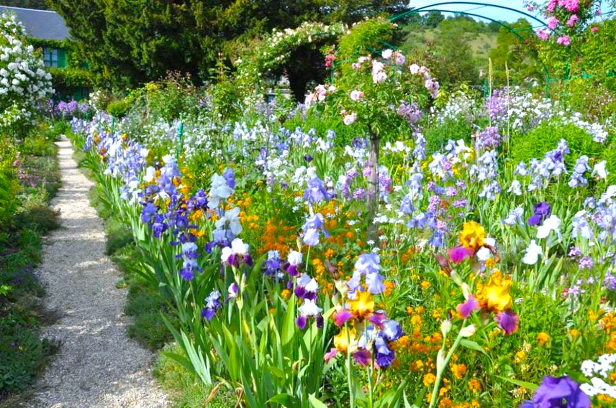 Colorful garden with blooming irises and greenery.