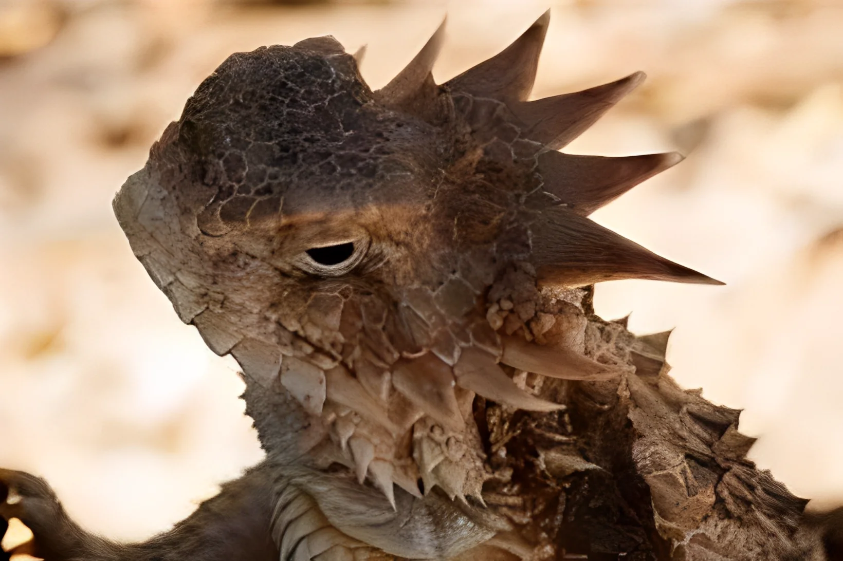 Close-up of a spiky, textured lizard head.