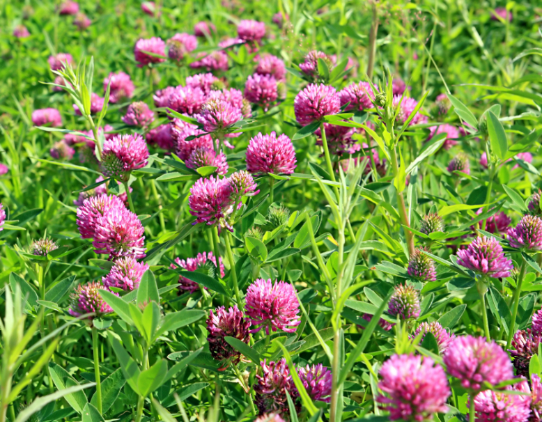 A field of vibrant pink clover flowers blooming in green grass.