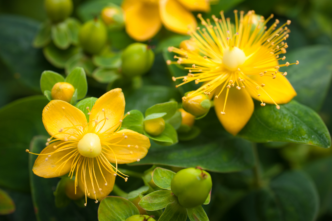 Close-up of vibrant yellow flowers with green leaves.
