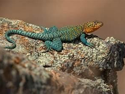 A colorful lizard with blue and orange scales resting on a rock.