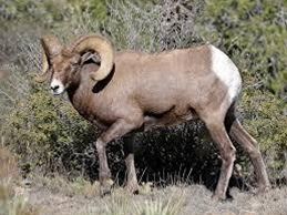 A bighorn sheep standing on grassy terrain near bushes.