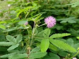 A pink mimosa flower blooming among green leaves.
