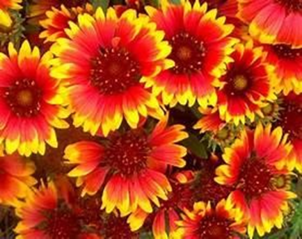 Bright red and yellow flowers in full bloom.