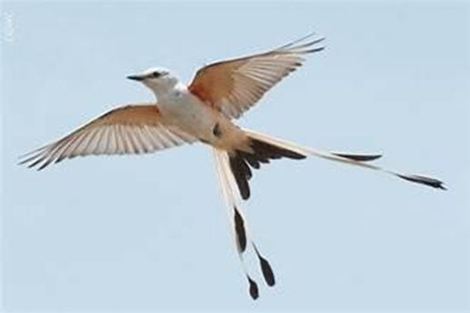 A scissor-tailed flycatcher bird in flight against a clear sky.