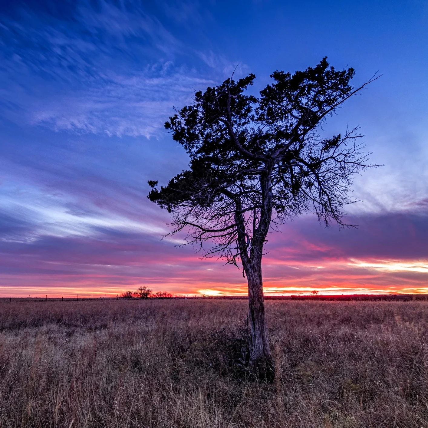 Lone tree at vibrant sunset